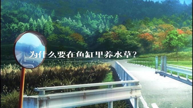 为什么要在鱼缸里养水草？